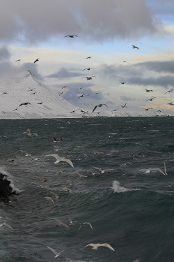 r2&ndash;d2:  Seagulls By Sverrir Thorolfsson 