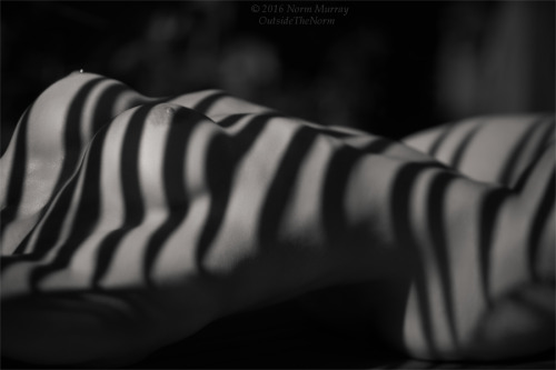 XXX outside-the-norm:  Striped photo