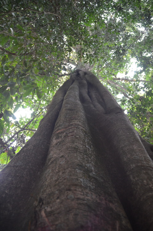 tropicalblxck: poussieresdempires: Arbre géant, Laos  (by Félix le Masne)  Jungle/tropical blog 