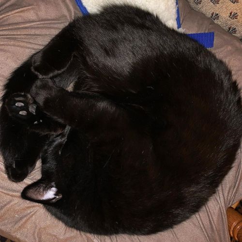Void croissant. #cat #cutecat #blackcat #cute #catsofinstagram #housepanther #catcroissant https://
