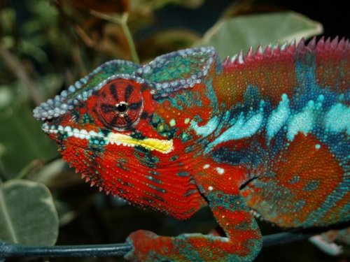 Ambilobe Panther Chameleon