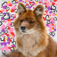 dancing-dhole