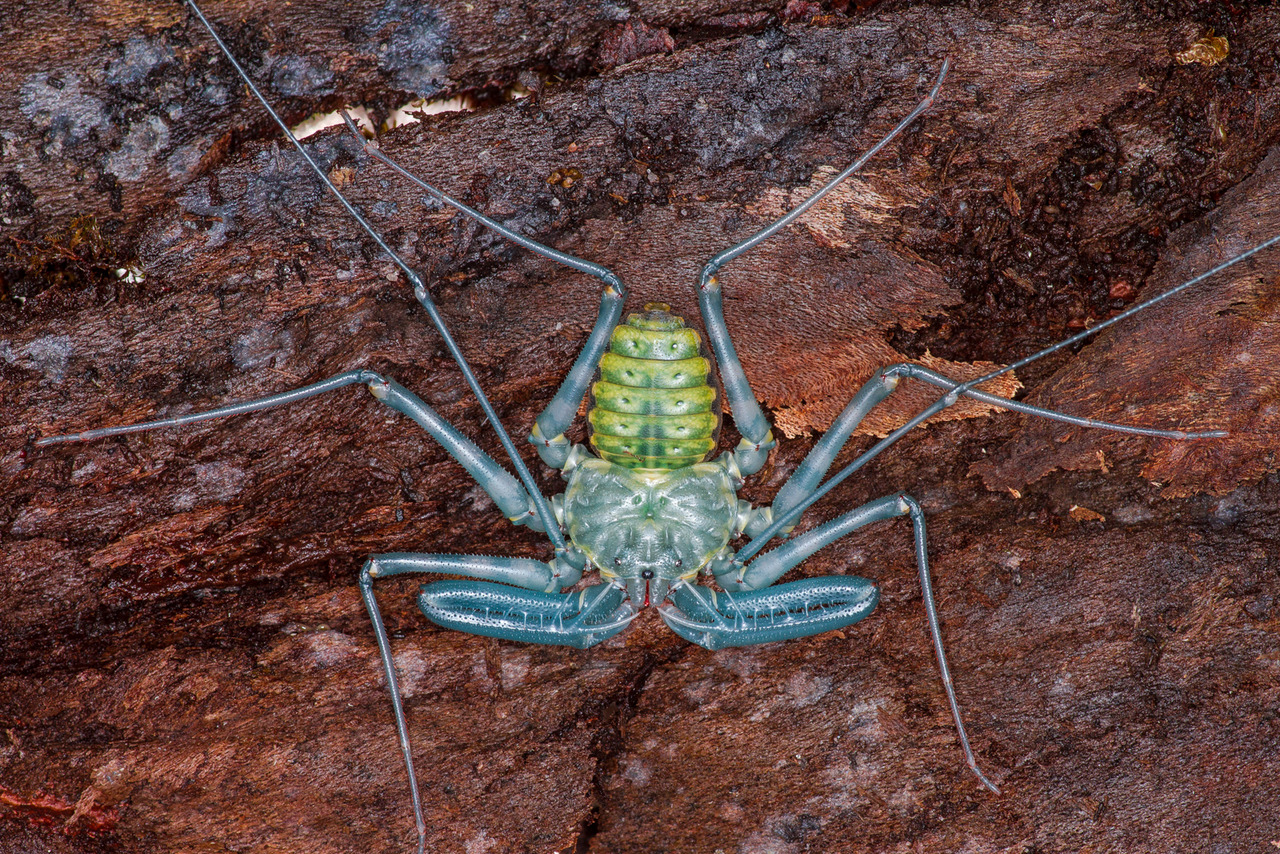 onenicebugperday: A nice tailless whip scorpion (Damon diadema) photographed minutes