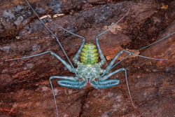 onenicebugperday: A nice tailless whip scorpion