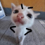 sylezboo