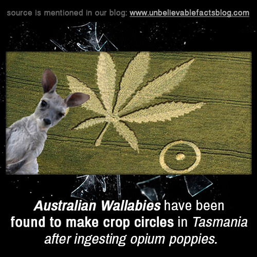 unbelievable-facts:  Australian Wallabies have been found to make crop circles in