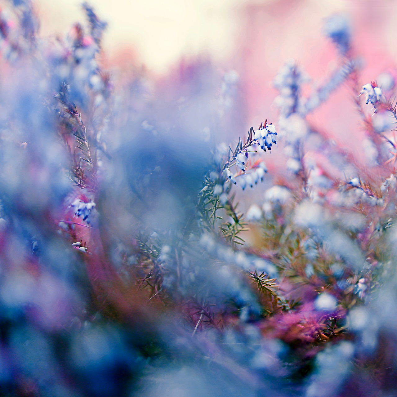 te5seract:    crown, Untitled &amp;  Heather   by coral staley-hall