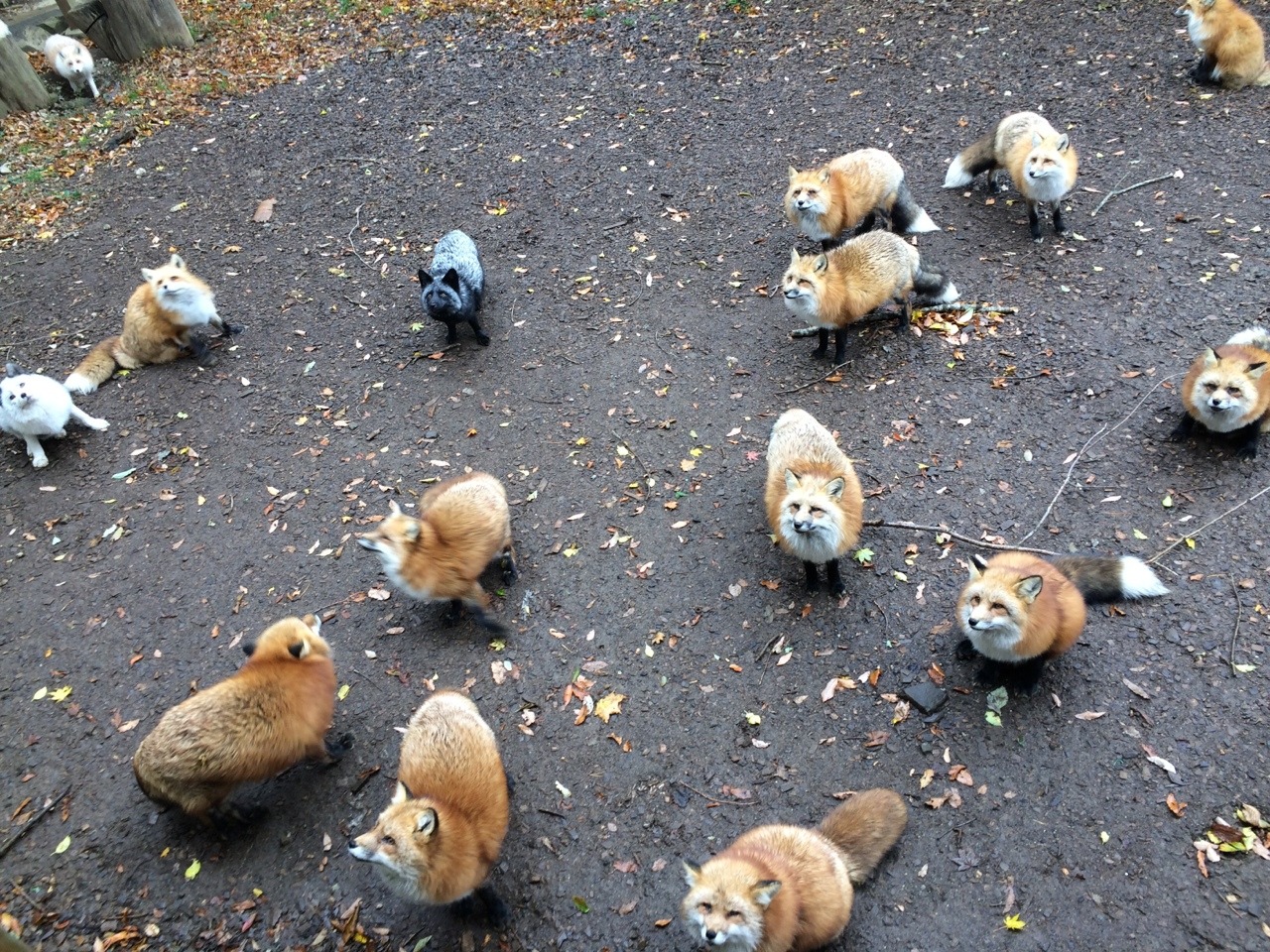 youkoofthelovespot:  Went to the fox village again today! They’re a lot fluffier