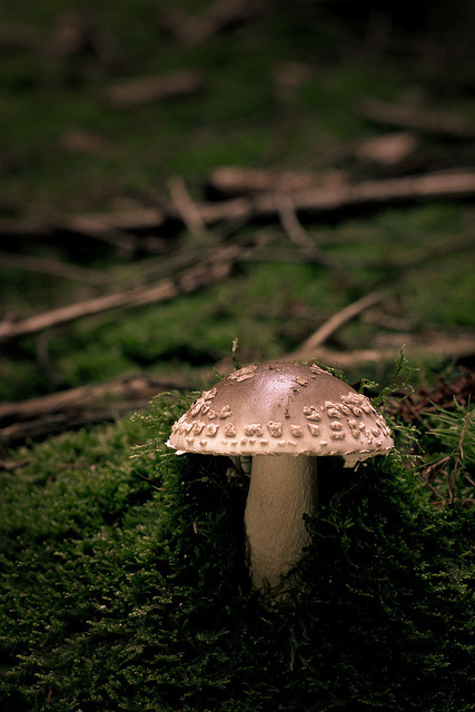 Enough mushrooms by Herr Olsen on Flickr.