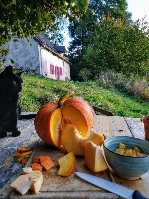 hedgehog-moss: I was gifted a pumpkin today, and immediately turned to Morille like “Your moment has