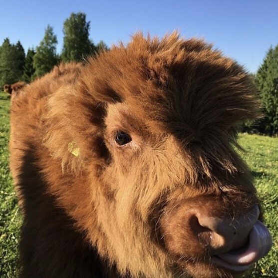 nepptune: cow appreciation post 🐮💗🐄