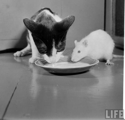 Cat and rat eating together for SCIENCE!(Francis Miller. 1950)