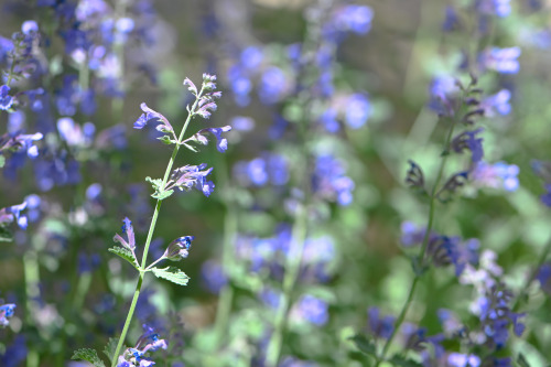 Summer Flowers