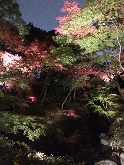 六義園イルミネーションRikugien IlluminationI went last weekend, but was a little disappointed. It was beautiful