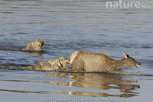 sisterofthewolves: Wolves hunting female elk (Cervus elaphus) crossing river, Alum Creek, Yellowston