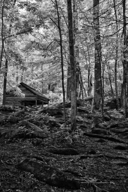 &ldquo;Camouflage&rdquo; aka &ldquo;A Tree By Any Other Name&rdquo; Melissa Troutt, communing with nature, in infrared-jerrysEYES