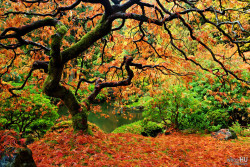Woodendreams:  Portland Japanese Garden, Oregon, Us (By Chung Hu)