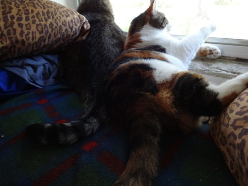 dixieandherbabies: Dixie and her babies. Carter &amp; I are getting comfortable to watch our sho