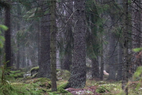 michaelnordeman: Let’s stay here for a while. Värmland, Sweden (January 23, 2022).  restful experien