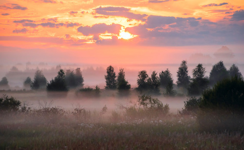 night-dark-woods: expressions-of-nature: by Valeriy Peshkov [ID: three photos of a sunset over a fog