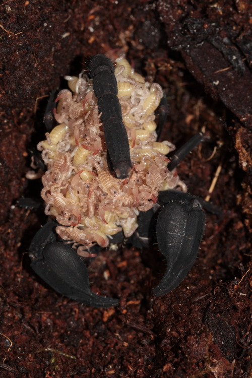 kaijutegu: zooophagous: dark-space-exotics: Interesting behavior in my Chaerilus sp. “Java&ldq