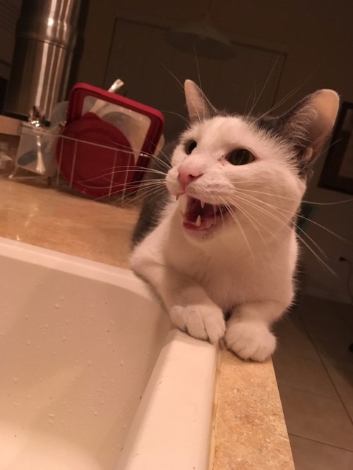 butternut, fierce guardian of the kitchen sink