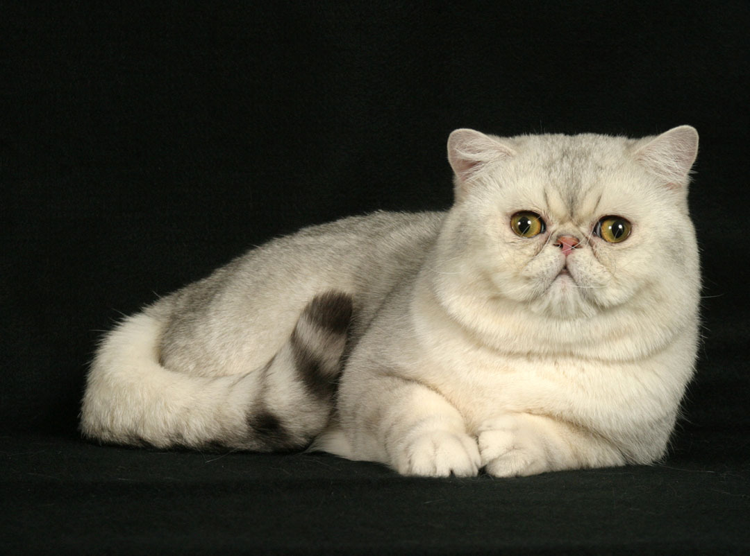 Orange british shorthair blue eyes