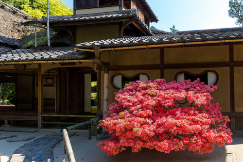 霧島ツツジ - 詩仙堂 丈山寺 ／ Shisendo - Jyozan-ji Temple by Active-U on Flickr.