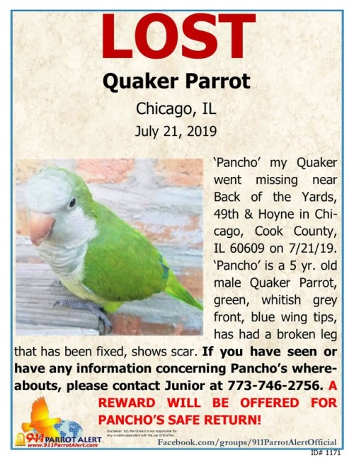 LOST - QUAKER/ MONK PARAKEET, 7/21/19, ‘Pancho’, 49th & Hoyne, CHICAGO, COOK COUNTY,