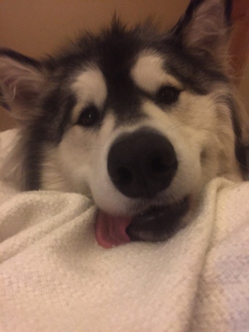 youcantseeme-can-you: I think Tig is defective, he is too silly, malamutes are supposed to be seriou
