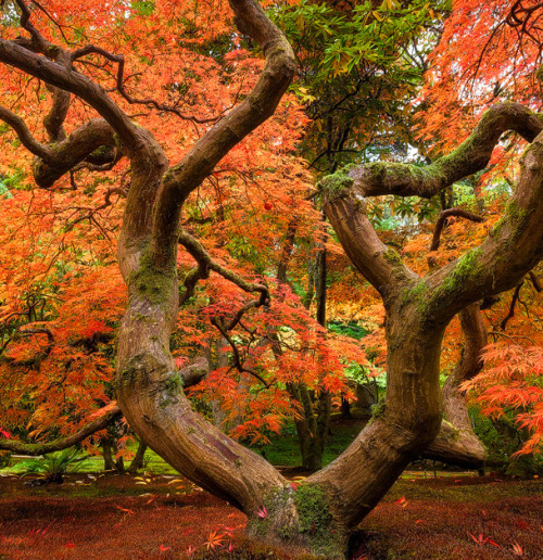 woodendreams:  (by Howard Snyder) 