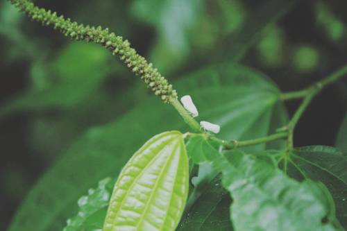 #monagas #bosque #forrest #climbingpr #hiking #backpackingpr #climbing #insects (at Parque Nacional 