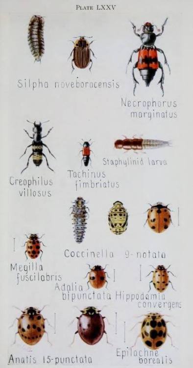 Insetos norte-americanos. North American insects.Frank E. Lutz, 1921.