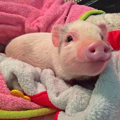 allthingspiggly: Archie the Pig (x)