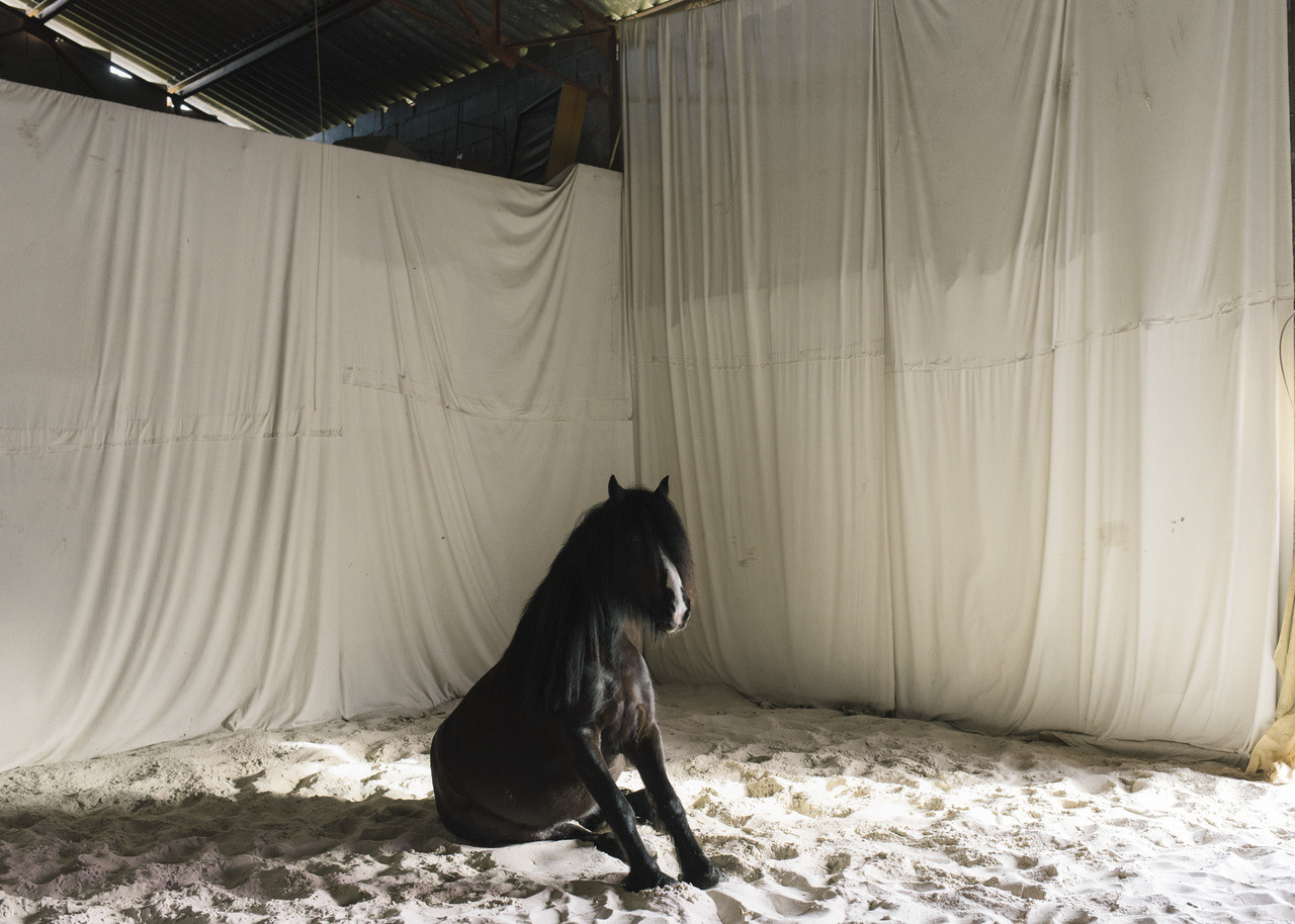 “Land of a Thousand Dances” 2019
Land of a Thousand Dances is a story about Esteban and his family. Living in Belin-Béliet (FR), This Chilean family lives from day to day where time no longer exists. Macarena dances flamenco with her horses while...