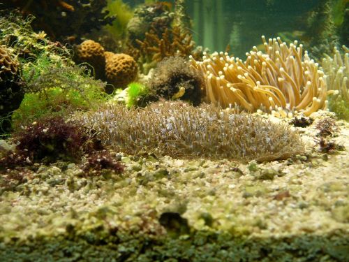 Soft coral in a tank at James Cook University, Townsville. Photographer: Melanie Wood