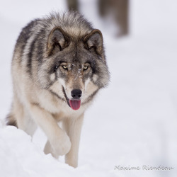 llbwwb:  Maxime Riendeau SSA_8241-Modifier (by Maxime Riendeau)