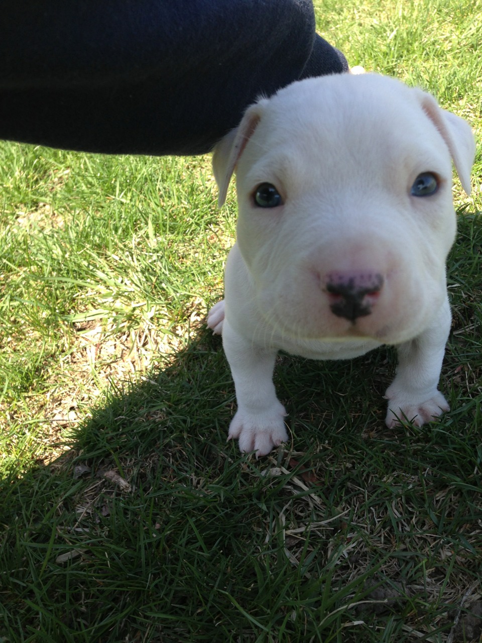 m4keme4bird:  Newest addition to the fam 🐾
