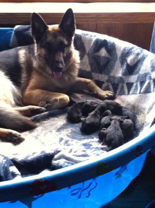 heartfullofbees:There’s a swimming pool filled with baby dogs in my living room.