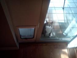 derpycats:  Willow hasn’t quite mastered the concept of a cat door yet. 