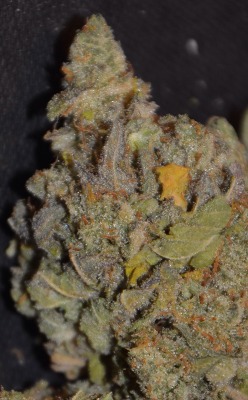 instabaked:  420daysayear:  instabaked:  Dopest dope I’ve ever smoked   Mmmm. Strain?  Blackwater Kush