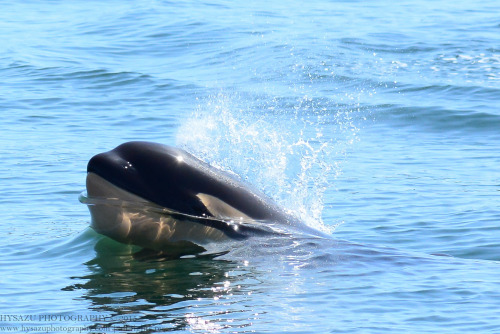 aiyestel: I met a baby yesterday….a baby killer whale, that is. :) This little boy is J51 born in ea