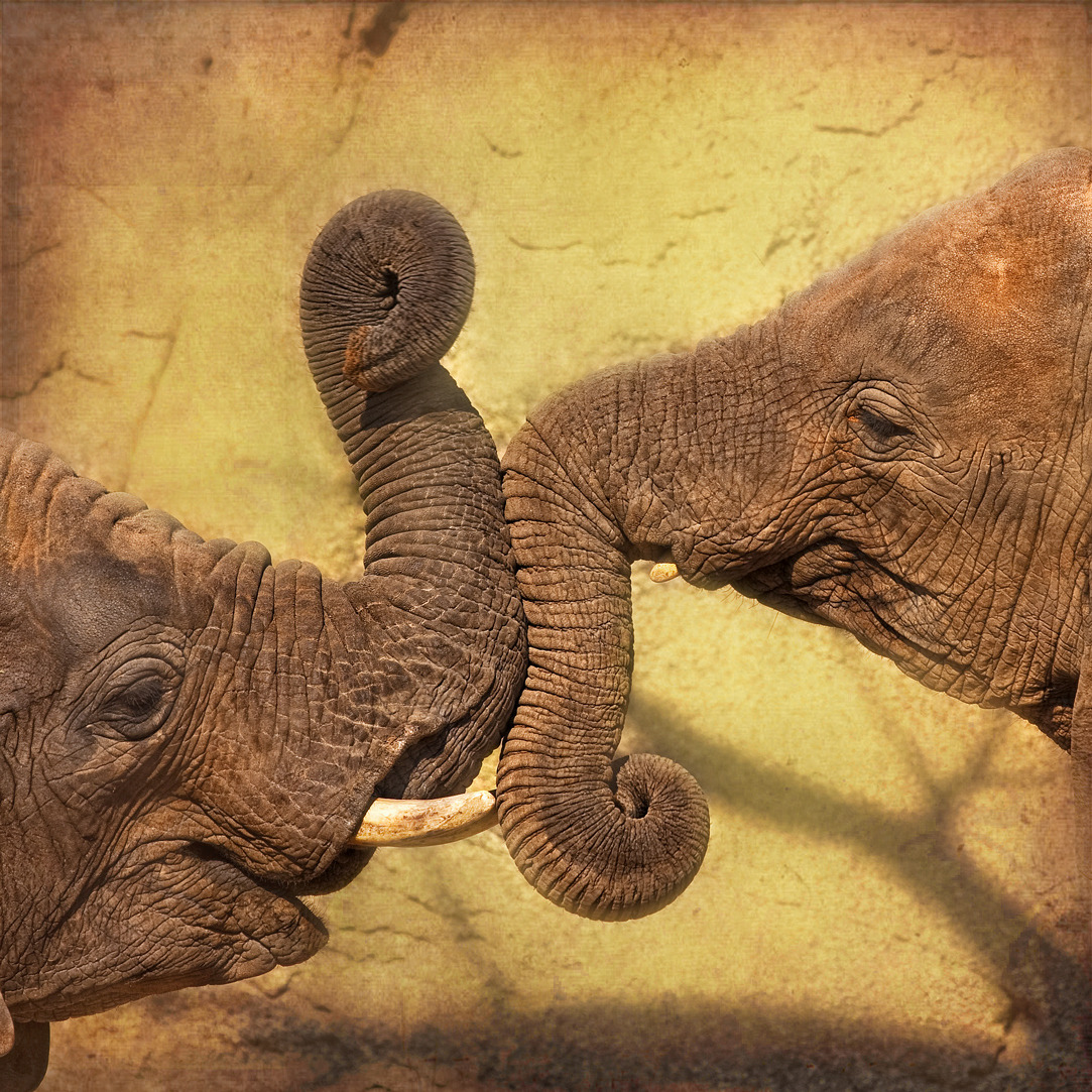 llbwwb:   Love in the air by Gerardo Soria 