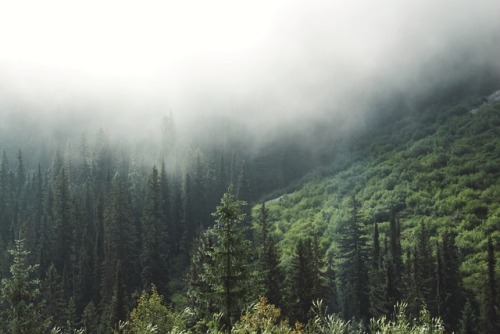 matchbox-mouse:Foggy morning in the mountains, Alberta.