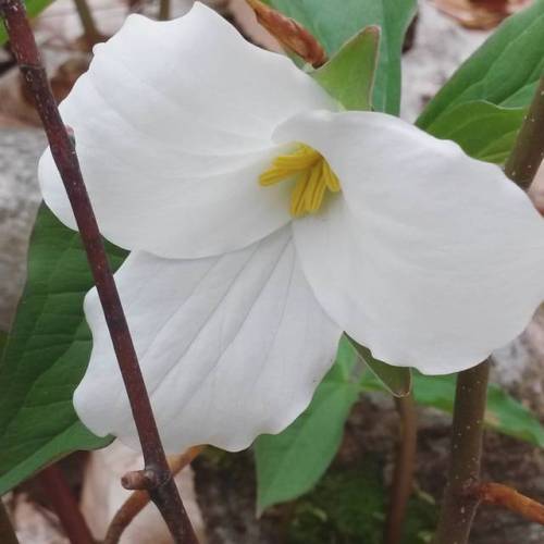 Trillium grandiflorum, a widely recognized and loved ephemeral wildflower, its bloom time is closely
