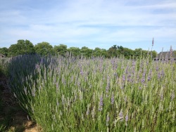honeycoyote:  Instead of disappearing into the woods today I decided to cope by harvesting lavender. Gods did it make things easier, it’s impossible to be sad when you are surrounded by the soothing energy of lavender. I spent a good amount of time