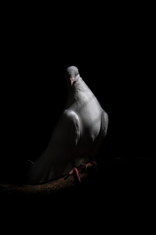 zoo portraits