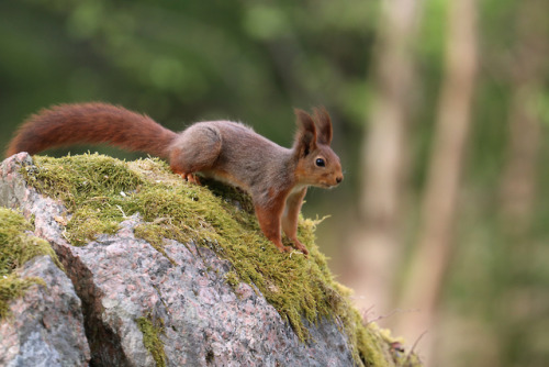 Red squirrel/ekorre.