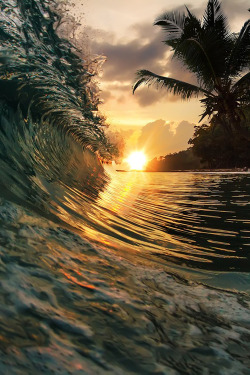 plasmatics-life:  plasmatics: Palm Beach