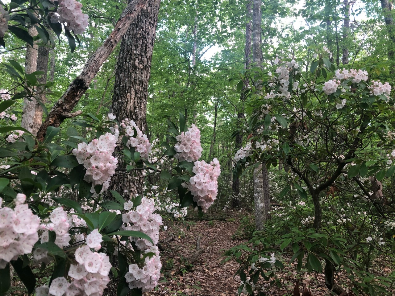 lavenderhoneycomb:A walk in the woods